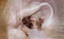 ​杜宾犬耳螨症状和治疗方法