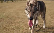 ​捷克狼犬幼犬什么时候开始训练好