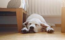 ​狗狗为什么喜欢睡地板
