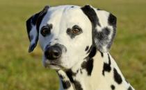 ​斑点狗肺炎症状有哪些 大麦町犬肺炎治疗方法