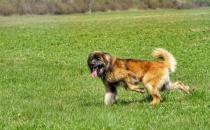 ​兰波格犬怎么养 兰波格犬喂养方法