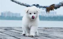 ​大白熊犬耳螨清理方法