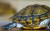 ​乌龟卵黄没有吸收应该如何处理（不要喂食任何食物）