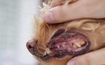 狗狗牙周炎的症状和治疗