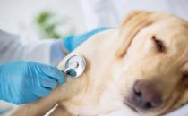 ​狗狗肠胃炎的症状及治疗方法