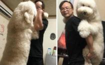 巨贵犬标准是什么