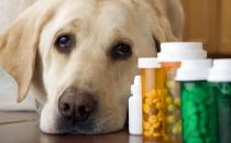 ​狗狗肠胃炎的病因及预防
