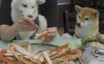​狗狗可不可以吃海鲜（可以少量吃）
