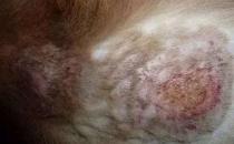 ​松狮犬皮肤病怎么治 松狮犬皮肤病治疗方法