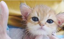 ​奶猫几个月可以清理耳朵