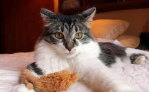 ​猫咪​自闭能自愈吗