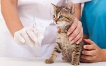 ​猫猫多大去打疫苗