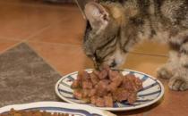 猫可以吃猪肝吗