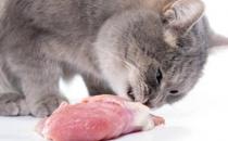 猫可以吃鸡胸肉吗