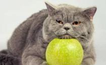 猫咪能吃猕猴桃吗