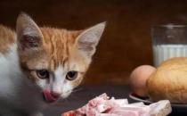 猫咪可不可以吃猪肉（可以吃猪肉）