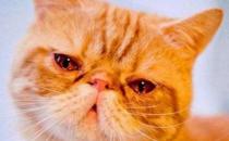 ​猫咪流眼泪是怎么回事