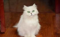​金吉拉猫多少钱一只 金吉拉猫价格