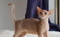 ​阿比西尼亚猫多少钱 阿比西尼亚猫价格