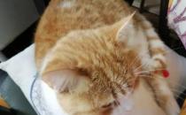 ​如何才能够让猫咪快速信任新主人（不要急着和猫咪亲近提供舒适生活环境）