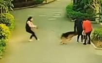 ​大型犬突然冲出紧咬散步小孩不放 狗主人会面临什么处罚