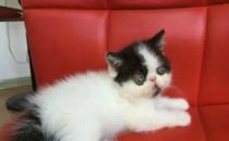 ​加菲猫什么颜色最值钱 加菲猫颜色介绍