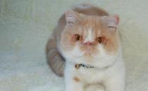 ​加菲猫怎么看品相 加菲猫品相特征