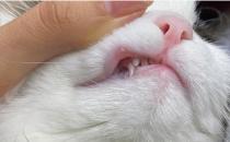 ​如何给猫护理口腔