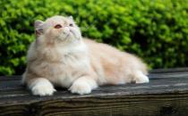 ​波斯猫中暑怎么办 波斯猫中暑治疗方法