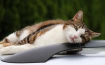 ​猫咪晕车怎么办 假期出行猫咪晕车解决办法
