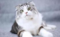 ​苏格兰折耳猫寿命多长 折耳猫寿命介绍