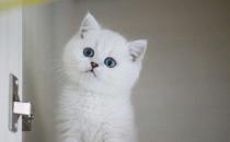 ​银渐层猫一般多少钱 银渐层猫价格