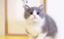 曼基康猫一般要价多少 曼基康猫多少钱