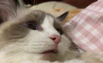 ​布偶猫咬人怎么教育