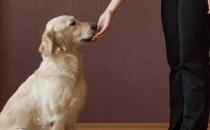 怎样让狗狗听话 手势和语调究竟有多重要