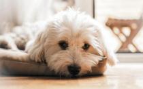 犬钩虫病的病因是什么 它的临床症状有哪些