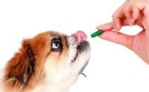 狗狗得了心丝虫病怎么办 如何治疗和预防