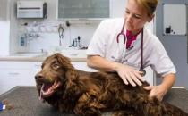 ​犬布鲁氏菌病的临床特征和防治