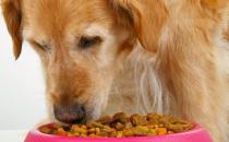   狗狗什么时候可以吃幼犬粮 成犬粮 老年犬粮