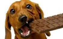 ​超级危险的狗狗杀手：巧克力