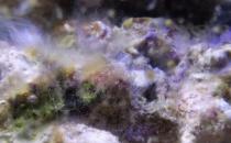 ​鱼缸中出现白毛菌如何进行处理（在鱼缸内放一些黑壳虾）