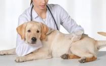 ​如何训练狗狗不害怕宠物医生或美容师呢