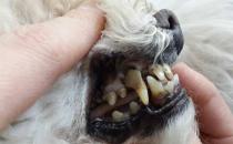 ​如何防止小狗有牙结石 狗狗得了牙结石会怎么样