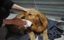​犬瘟热的后期治疗方法有哪些（继续使用血清和头孢的药物来治疗）