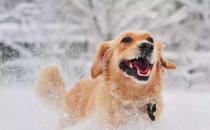 ​冬季应该如何护理狗狗