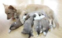 ​母犬哺乳期如何护理