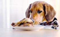 ​狗狗必须学习的3个吃饭规则