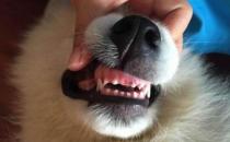 ​狗狗的牙齿要注意定期清洁
