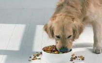 ​宠物专家认为喂狗粮的4点好处