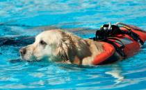 ​狗狗溺水怎么办 溺水后如何急救呢